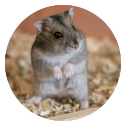 Jyrsijöiden asuminen ryhmään