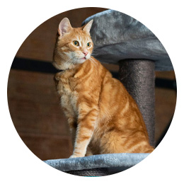 Kissan tarvikkeet ryhmään