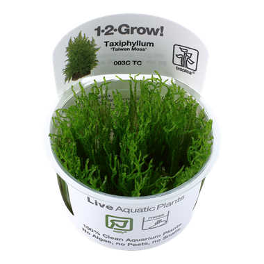 1-2 Grow Taxiphyllum alterans Taiwan mos - Akvaariokasvit - 5703249803320 - 1