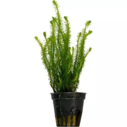 Mayaca Fluvitalis - Akvaariokasvit - 0940590 - 1
