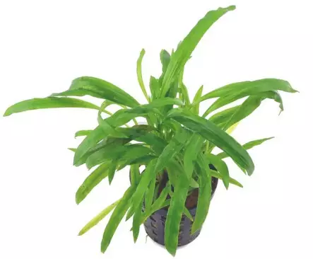 Akvaariokasvi Cryptocoryne costata - Akvaariokasvit - 70040030 - 1
