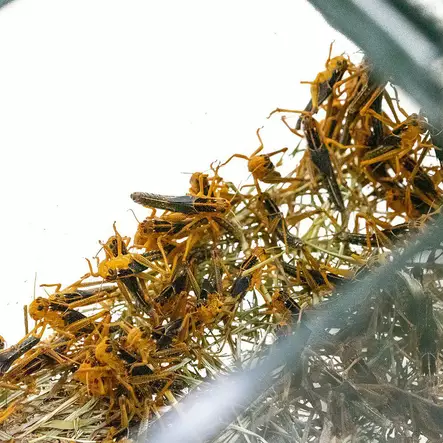 Kulkusirkka/heinäs. Locusta Migratoria L - Matelijoiden sirkat ym tuoreruoat - 6717100 - 1