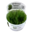 1-2 Grow Taxiphyllum alterans Taiwan mos - Akvaariokasvit - 5703249803320 - 1