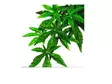Jungle Plant Abutilon Silk Muovikasvi L - Tekokasvit - 015561230520 - 1