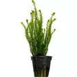 Mayaca Fluvitalis - Akvaariokasvit - 0940590 - 1