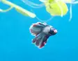 Taistelukala koiras Superdelta koi - Labyrinttikalat - 0231610 - 1