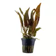 Akvaariokasvi Cryptocoryne usteriana - Akvaariokasvit - 06029099990120 - 1