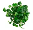 Akvaariokasvi Anubias bar.var. mini - Akvaariokasvit - 70010020 - 1