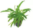 Akvaariokasvi Cryptocoryne costata - Akvaariokasvit - 70040030 - 1