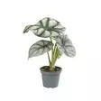 Alokasia Silver Dragon vehkakasvi - Terraariokasvit elävät - 0972570 - 1