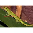 Madagasgarin päivägekko koiras - Liskot ja kilpikonnat - 0355260 - 1