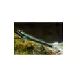 Neon Goby Stiphodon elegans - Pohjakalat - 0330040 - 1