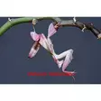 Orkidearukoilijasirkka (Orchid mantis) - Kuoriaiset, sauvasirkat ym - 0344830 - 1