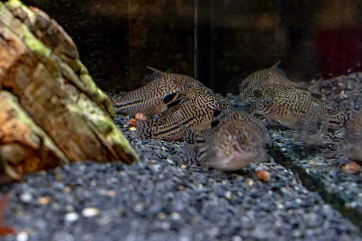 Jaguaarimonninen - Pohjakalat - 7080460 - 1