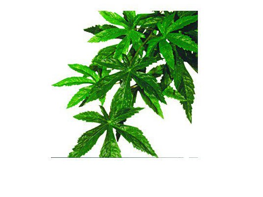 Jungle Plant Abutilon Silk Muovikasvi L - Tekokasvit - 015561230520 - 1