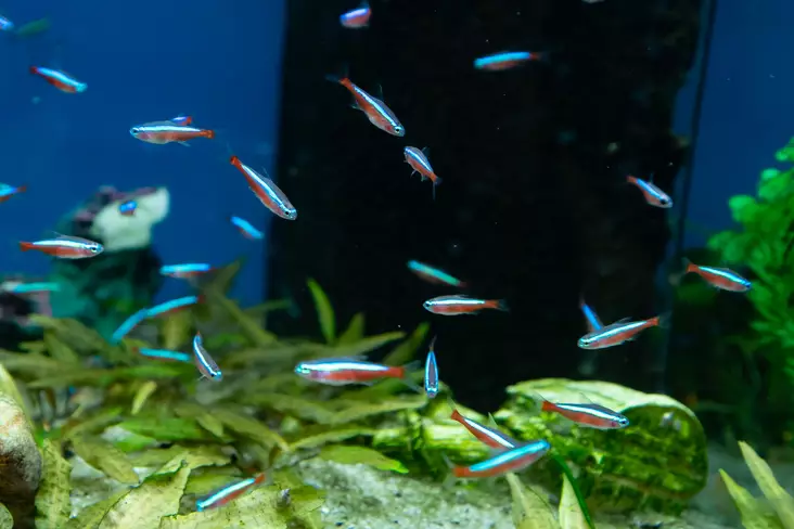 Kardinaalitetra - Tetrat - 7010040 - 1