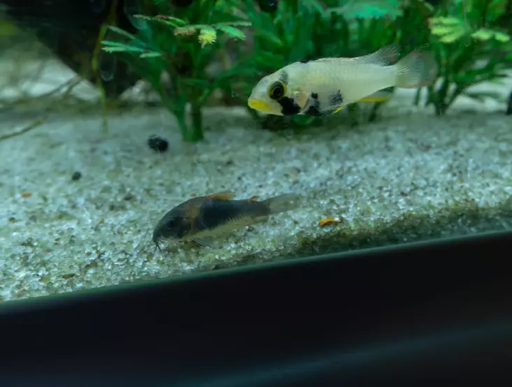 Kuparimonninen - Pohjakalat - 7040160 - 1