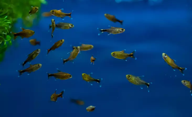 Kuparitetra - Tetrat - 7010220 - 1