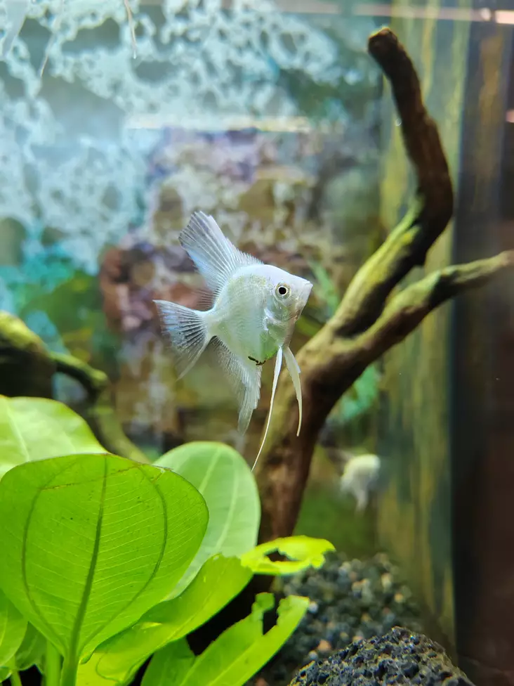 Lehtikala Bulgarian Lilac - Kirjoahvenet - ac7700 - 1