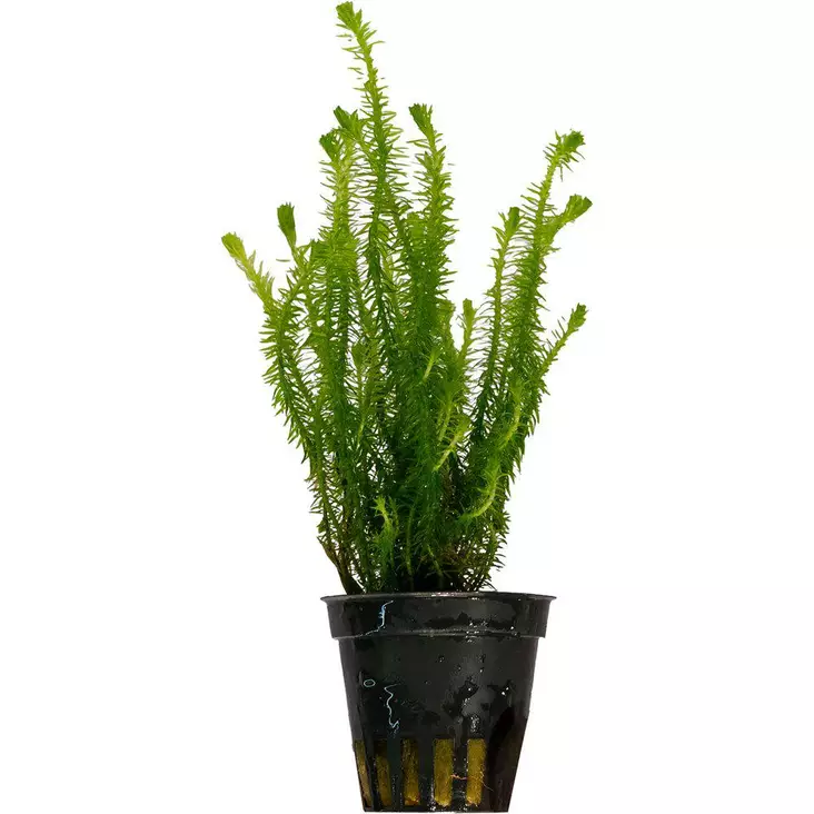 Mayaca Fluvitalis - Akvaariokasvit - 0940590 - 1