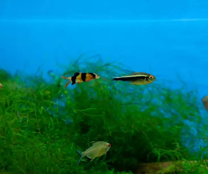 Mustaneontetra - Tetrat - 7010170 - 1