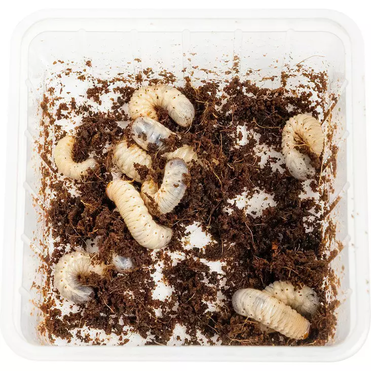 Ruusukuoriaisen toukat 10kpl - Matelijoiden sirkat ym tuoreruoat - 450.1140 - 1