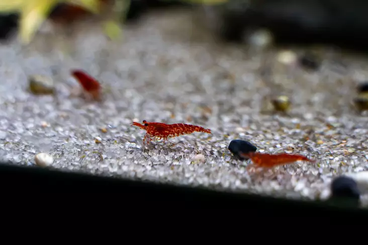 Sukarapu Red Cherry - Ravut ja kotilot - 7120060 - 1