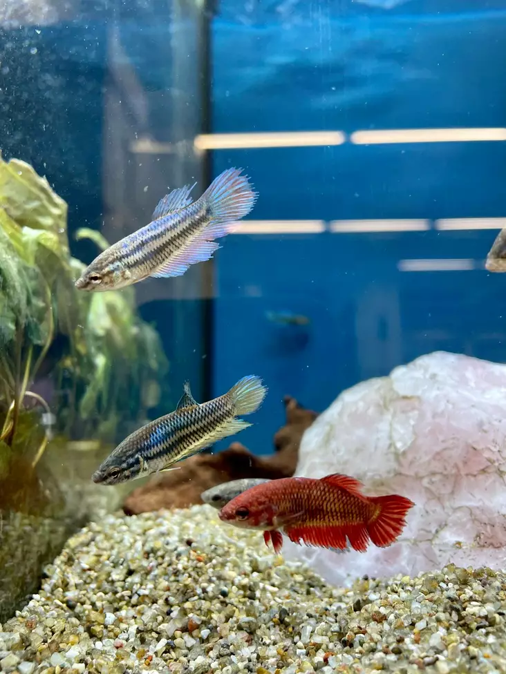 Taistelukala naaras - Labyrinttikalat - 7050060 - 1