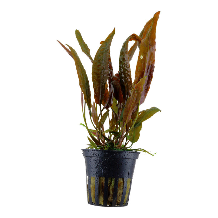 Akvaariokasvi Cryptocoryne usteriana - Akvaariokasvit - 06029099990120 - 1