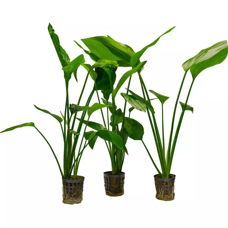 Akvaariokasvi Echinodorus Parviflorus - Akvaariokasvit - 3453340 - 1