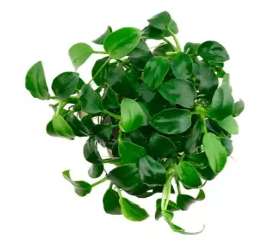 Akvaariokasvi Anubias bar.var. mini - Akvaariokasvit - 70010020 - 1