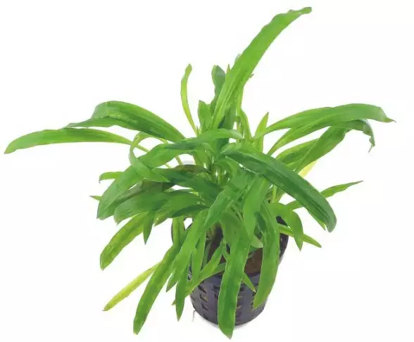 Akvaariokasvi Cryptocoryne costata - Akvaariokasvit - 70040030 - 1