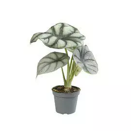 Alokasia Silver Dragon vehkakasvi - Terraariokasvit elävät - 0972570 - 1