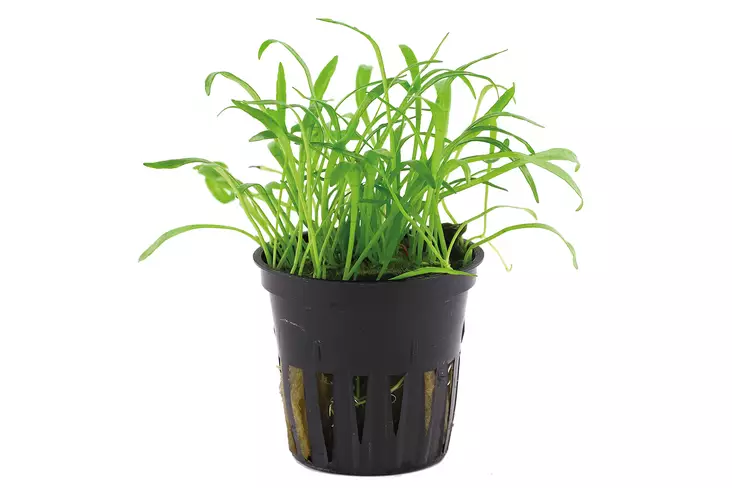 Brasiliankääpiöruoho - Akvaariokasvit - 3890 - 1