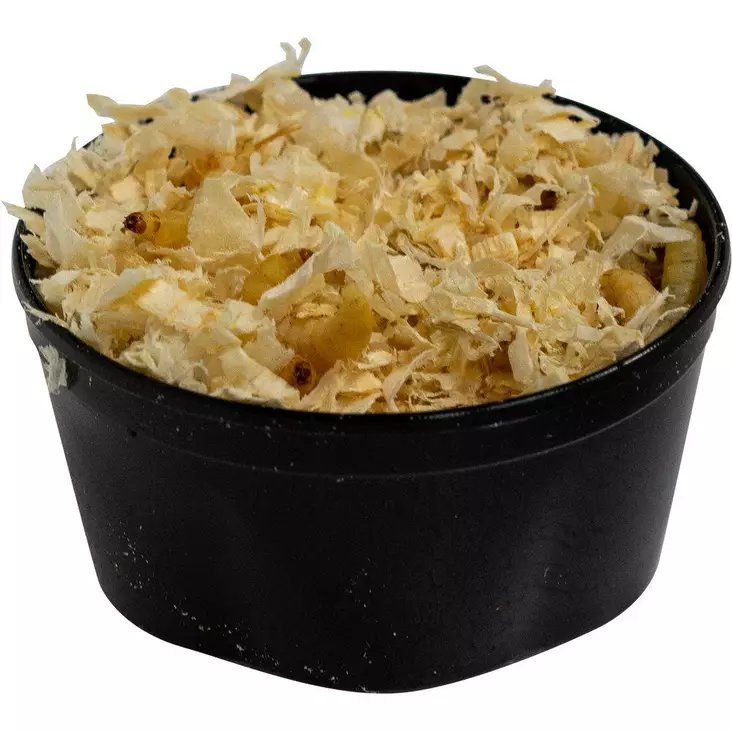 Huonekärpänen Muscat domestica - Matelijoiden sirkat ym tuoreruoat - 67300 - 1