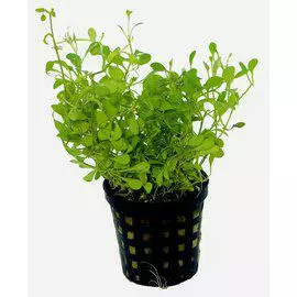 Kääpiökieli GLOSSOSTIGMA ELATINOIDES - Akvaariokasvit - 0930150 - 1