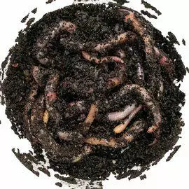 Kastemato ja tunkioliero rasia - Matelijoiden sirkat ym tuoreruoat - 67390 - 1