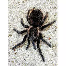 Kiharakarvainen hämähäkki 6cm naaras - Hämähäkit ja skorpionit - 0342140 - 1