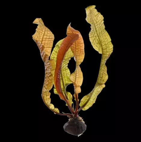 Kurttuverkkolehti Aponogeton Boivinianus - Akvaariokasvit - 09670350550 - 1