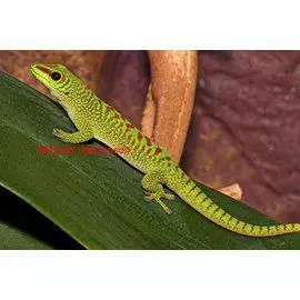 Madagasgarin päivägekko koiras - Liskot ja kilpikonnat - 0355260 - 1