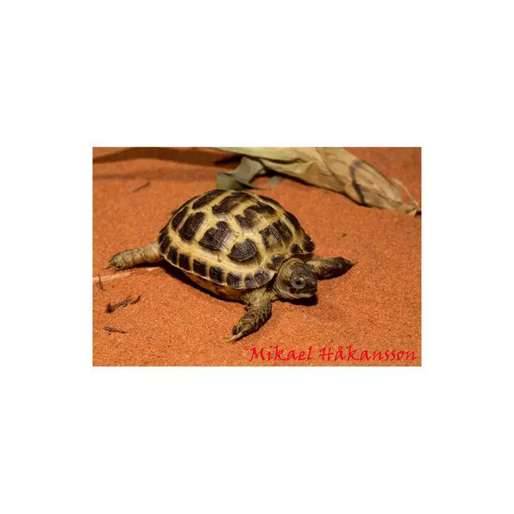 Nelivarvaskilpikonna Testudo horsfieldi - Liskot ja kilpikonnat - 0358510 - 1