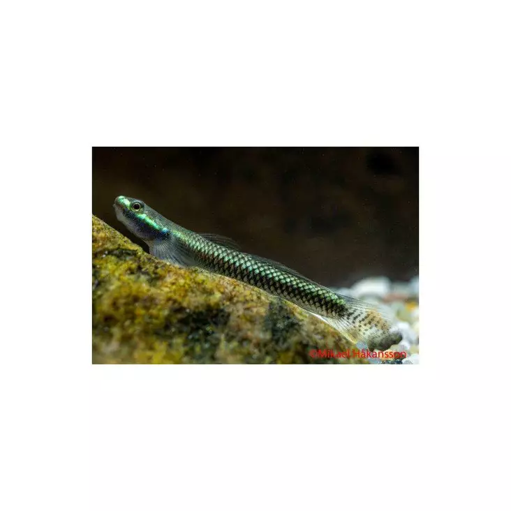 Neon Goby Stiphodon elegans - Pohjakalat - 0330040 - 1