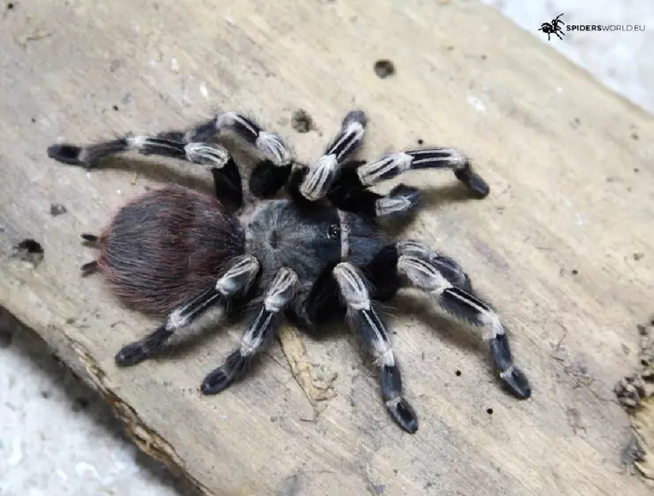 Nhandu Chromatus 6,5cm naaras - Hämähäkit ja skorpionit - 22365200 - 1