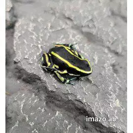 Nuolimyrkkysammakko keltaraidallinen - Sammakot - 0345750 - 1