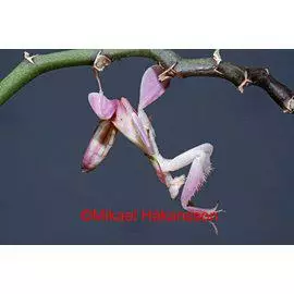 Orkidearukoilijasirkka (Orchid mantis) - Kuoriaiset, sauvasirkat ym - 0344830 - 1