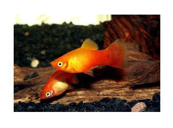 Platy Sunset/korall - Synnyttävät ja killit - 60500 - 1