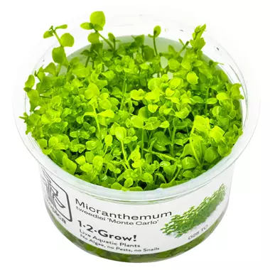 Pyörölehti - Akvaariokasvit - 282020890 - 1