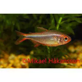 Rusoevätetra Hypessobrycon wadai - Tetrat - 0150490 - 1
