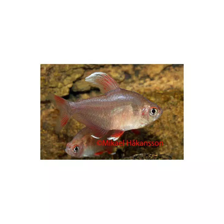 Ruusutetra - Tetrat - 3700000 - 1