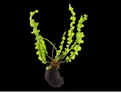 Suokkaverkkolehti Aponogeton longiplum - Akvaariokasvit - 0967070 - 1